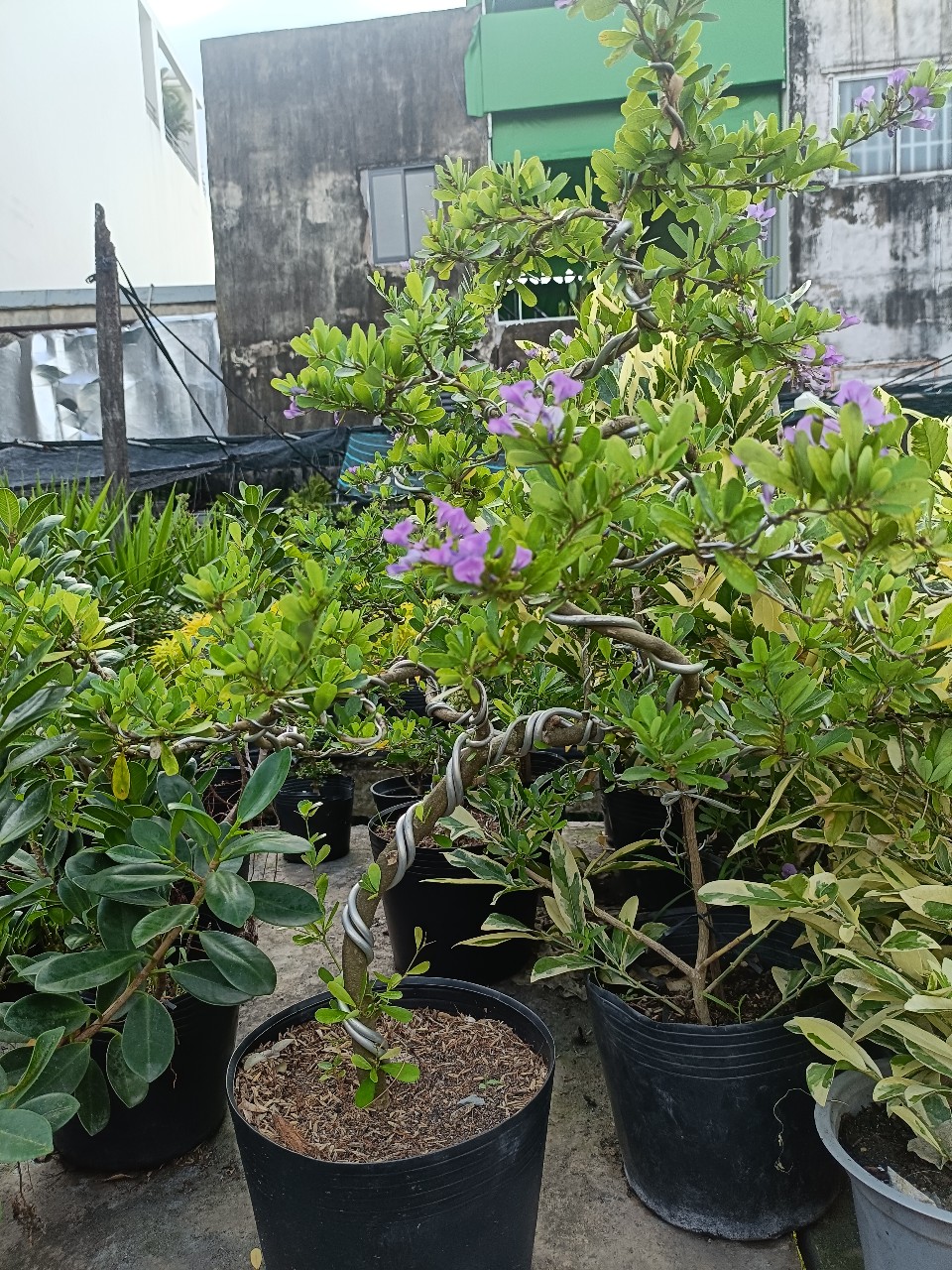 cây linh sam bonsai dáng đẹp