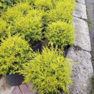 mua cây tùng hoàng kim cool tròn