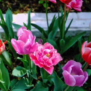 Cây Hoa Tulip tại tphcm
