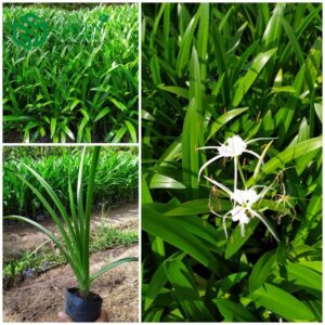 Cây Bạch Trinh Biển Giống tại gò vấp tphcm