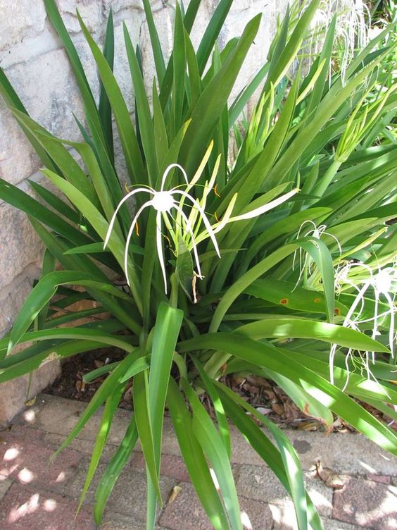 cây bạch trinh biển trồng bồn