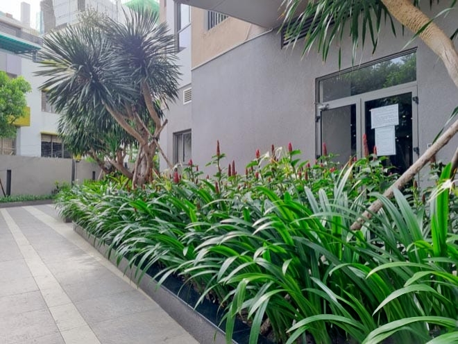 cây bạch trinh biển trồng thiết kế