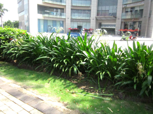 Cây BẠch Trinh biển trồng cảnh quan