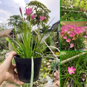 Cây Hẹ Hồng tại vườn Tphcm