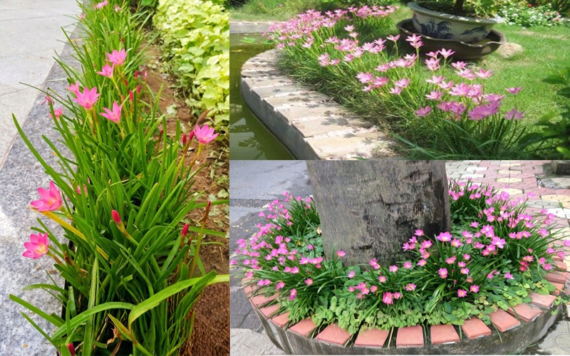 cây hẹ hồng trồng điền viền
