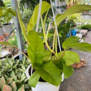 cây trầu bà tai thỏ chậu treo