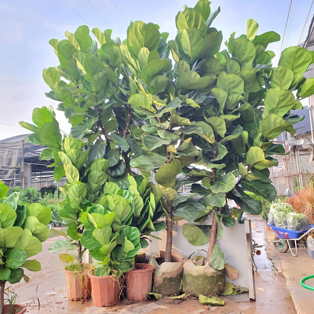 cây bàng singapore gốc lớn nhiều nhánh