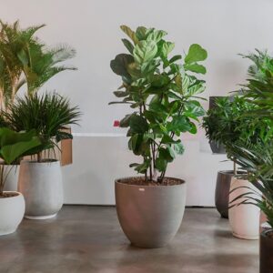 Cây bàng singapore gốc lớn trồng chậu