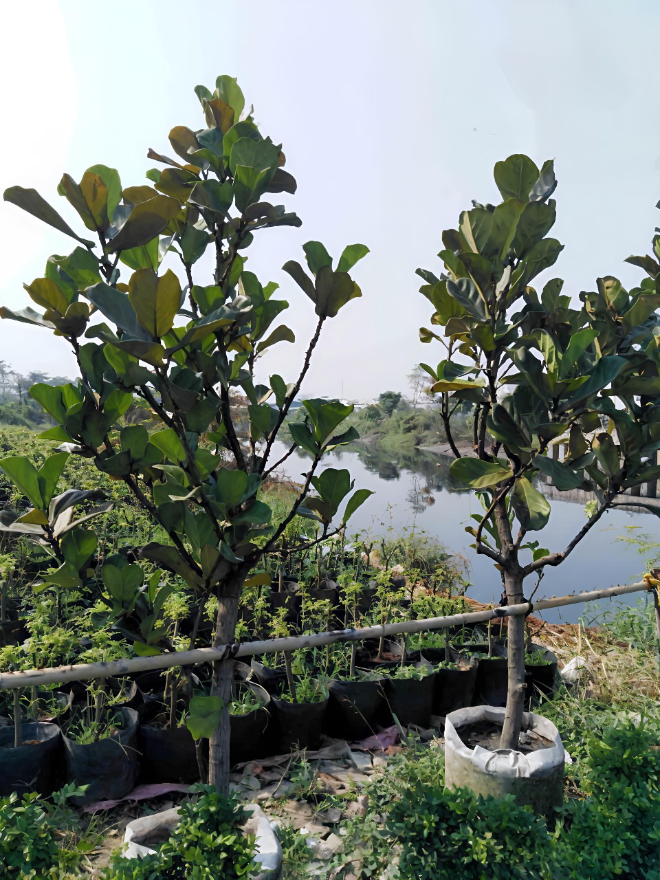 cây bàng singapore cao gần 2m