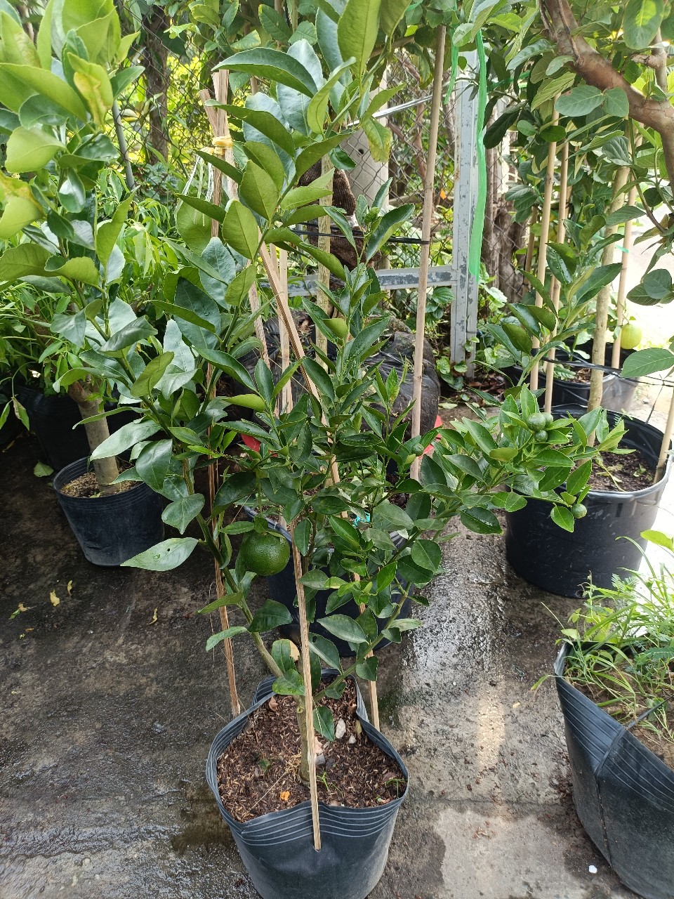 cây quýt đường trưởng thành