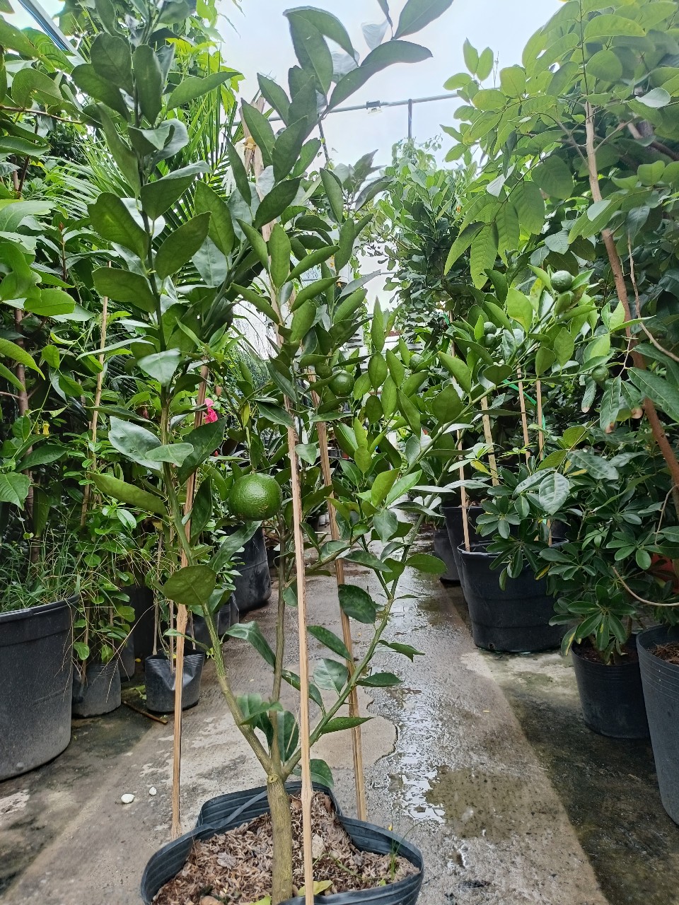 cây Quýt Đường đang có trái tại tphcm