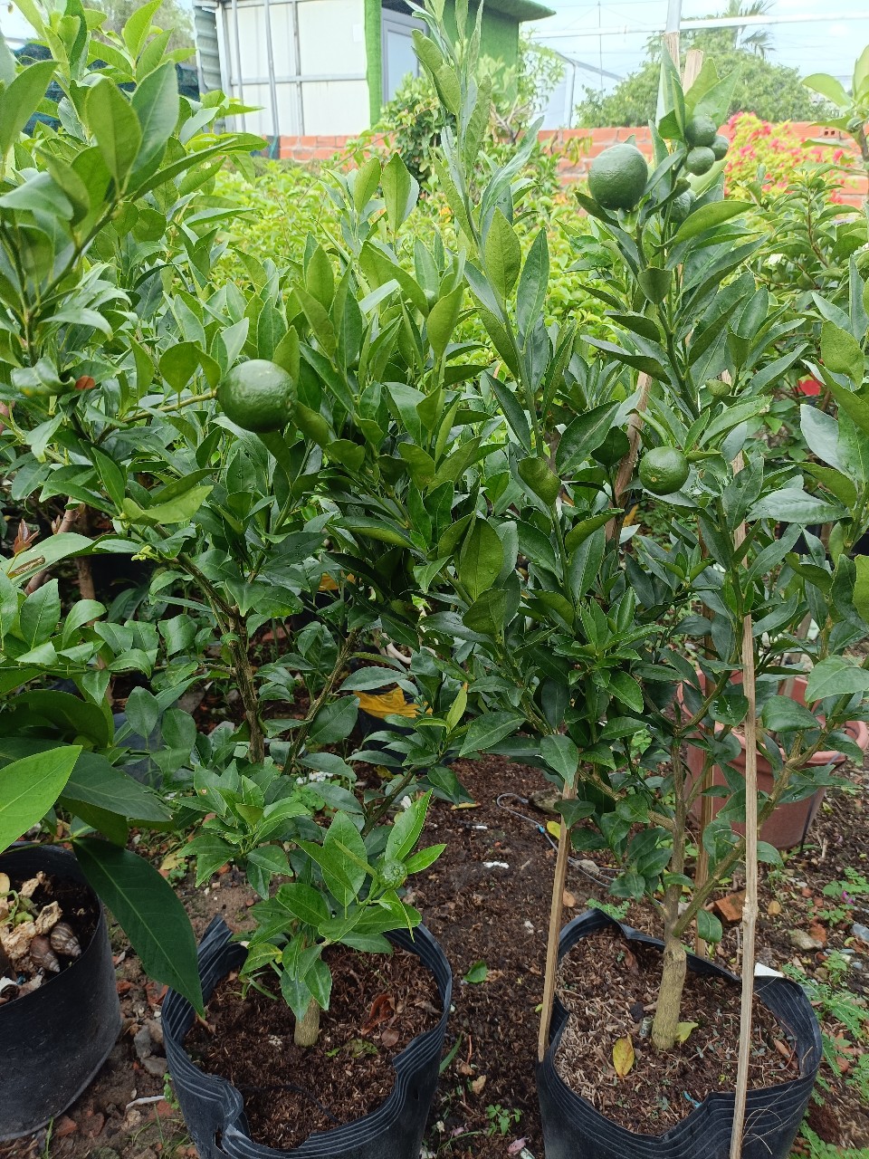 cây quýt đường trồng chậu đang trái