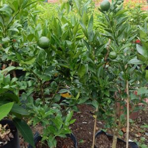 Cây Quýt đường đang có trái