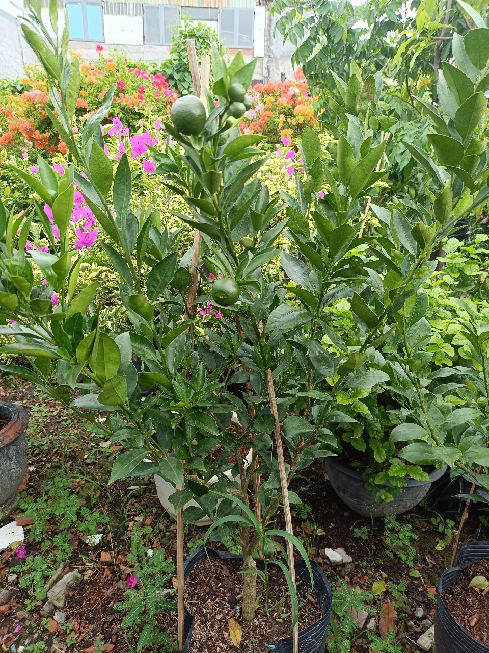 cây quýt đường thuần chậu tại gò vấp