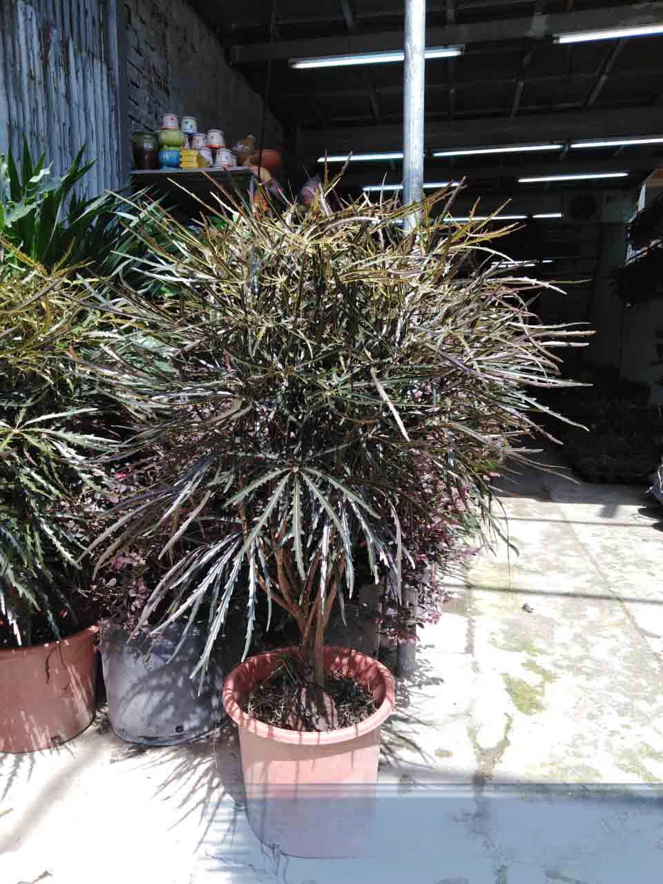 cây khổng tước giá tốt tại gò vấp