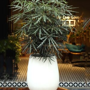 cây khổng tước tại tphcm