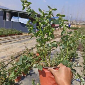 Cây Việt Quất tứ quý