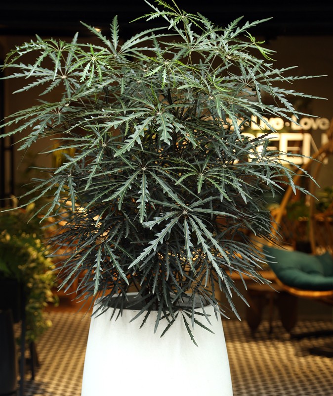 mua cây khổng tước