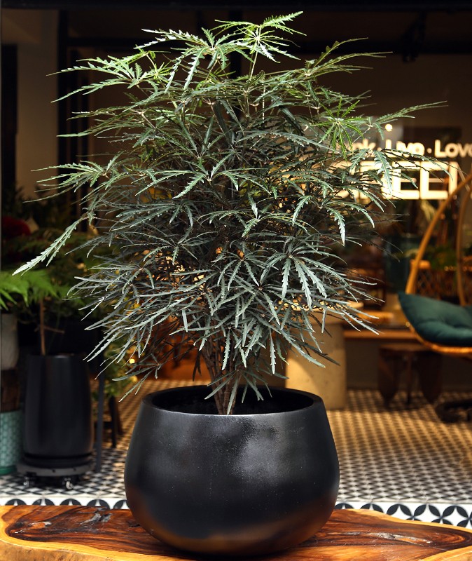 cây khổng tước trồng chậu đá mài đen