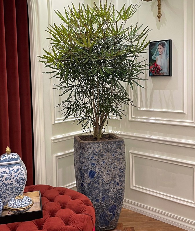 cây khổng tước trồng chậu đá