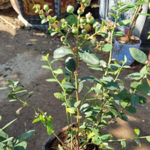 cây việt quất đang có trái