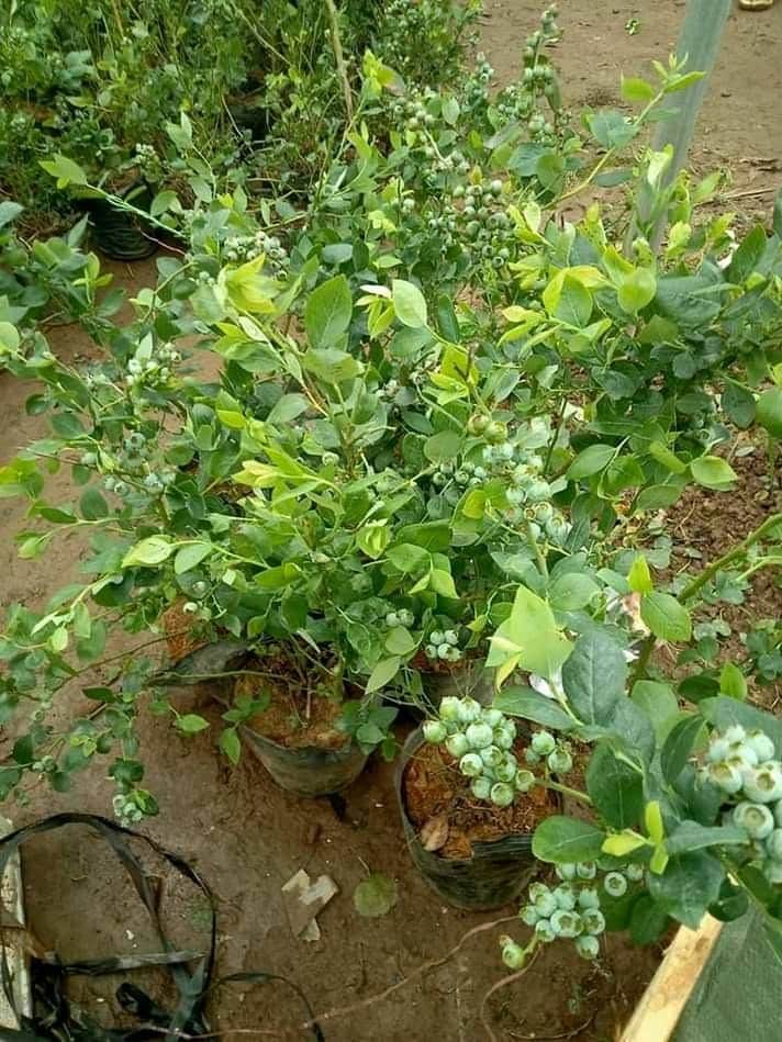 cây việt quất đang có trái tại tphcm