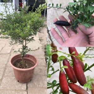 Cây Chanh ngón tay đang có trái