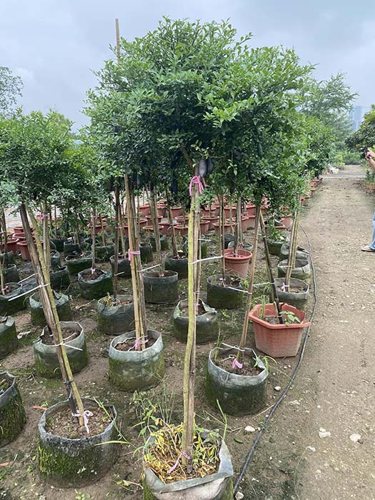 cây chanh úc thoát thân cao 1m6