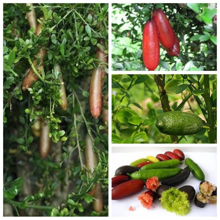 cây chanh ngón tay úc tại vườn tphcm