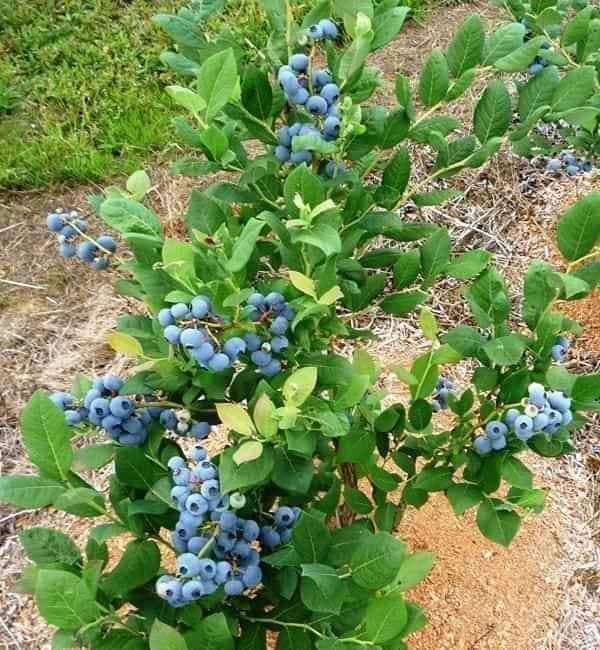 cây việt quất tại vườn