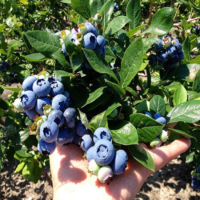 mua cây việt quất đang có trái