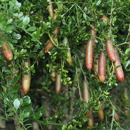 cây chanh Úc đang trái nhiều