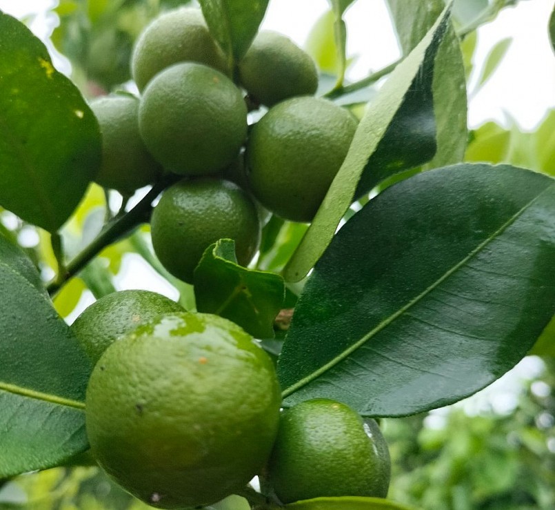 cây tắc không hạt giá sỉ