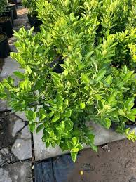 cây tắc không hạt siêu trái