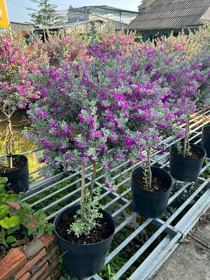 mua cây tuyết sơn phi hồng thoát thân tại tphcm