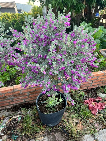 cây tuyết sơn phi hồng  một cốt đang hoa 