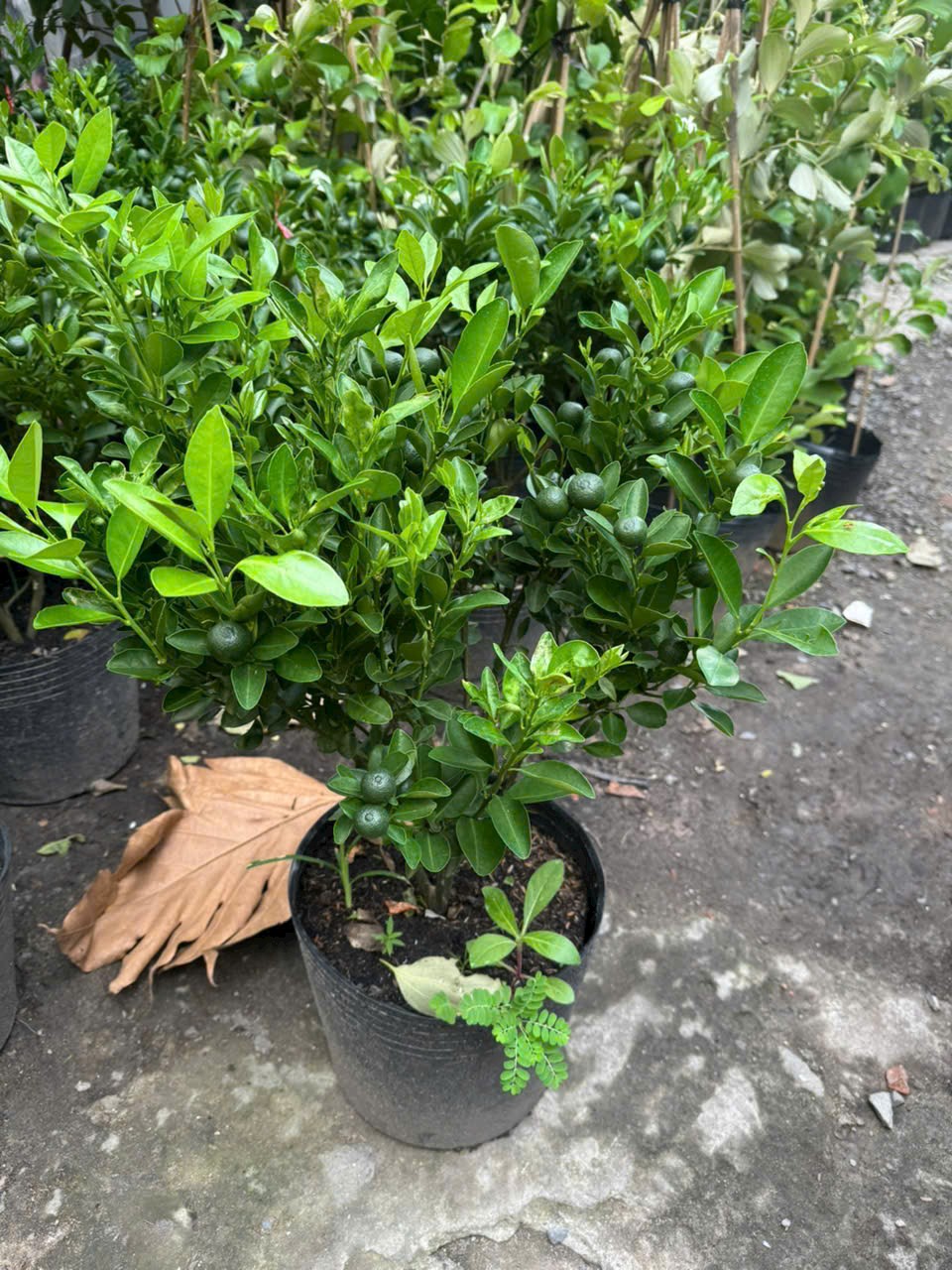 cây tắc không hạt khỏe đẹp tại tphcm