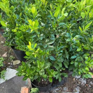 Cây Tắc không hạt đang có trái