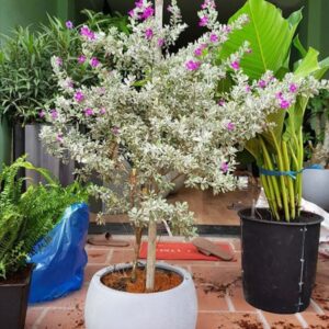 Cây Tuyết sơn thoát thân trồng chậu đá mài