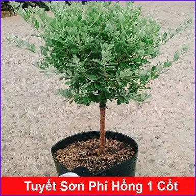 Cây Tuyết sơn phi hồng 1 cốt