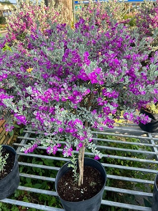 cây tuyết sơn dáng tree cao 1 m 