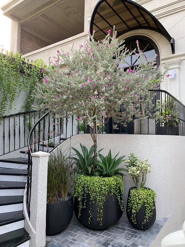 cây tuyết sơn phi hồng thoát thân cao 1m5