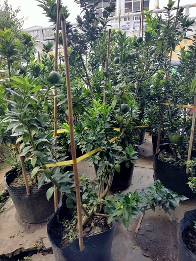 mua cây cam nhật lùn đang trái