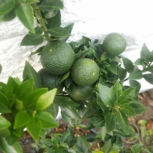 mua cây cam nhật lùn siêu trái