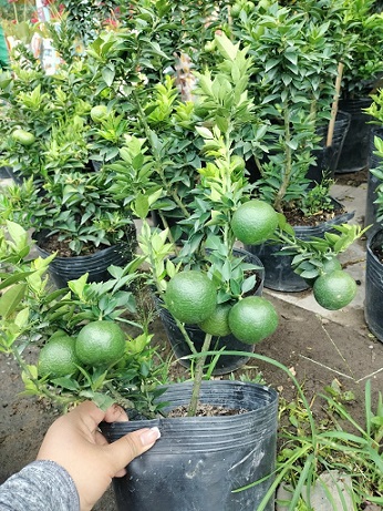 cây cam nhật lá nhỏ tại gò vấp