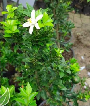 cây cam nhật lá nhỏ tại tphcm