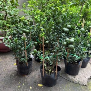 Cây Cam Nhật Lá Nhỏ Siêu Trái