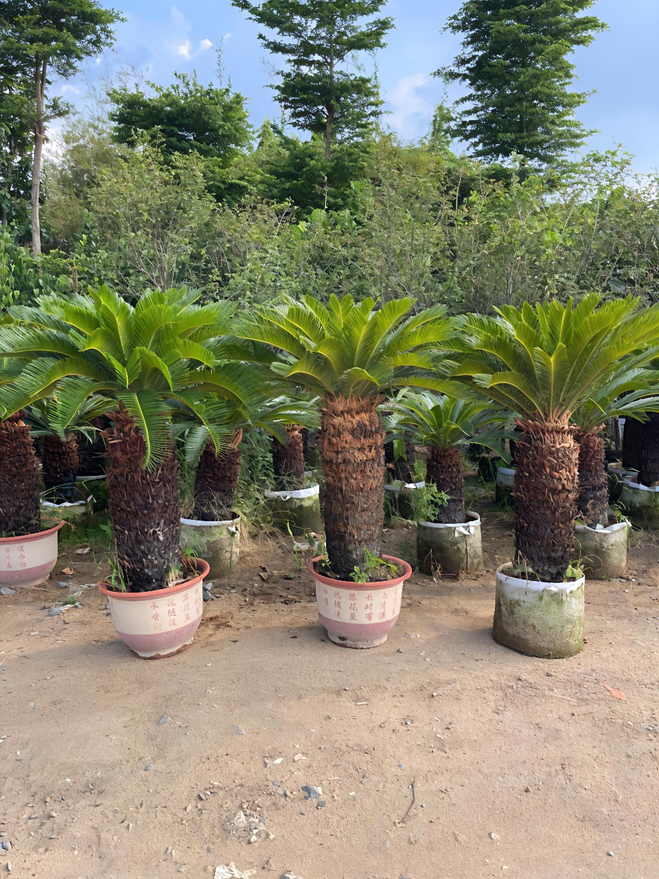 cây vạn tuế thân lóng 1m