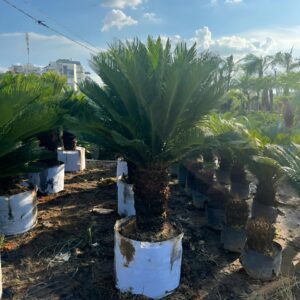 Cây Vạn Tuế Tại Tphcm