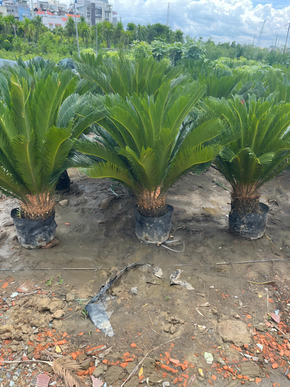 mua cây vạn tuế lá đẹp